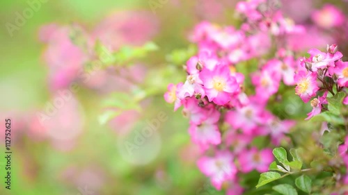 Wallpaper Mural Close up bloom pink flower with wind blow and flying bubble. Torontodigital.ca