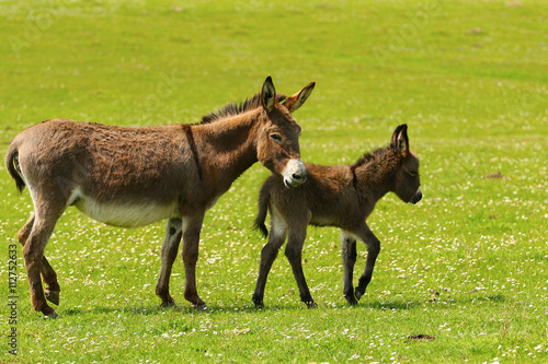 Gray mother and baby donkey
