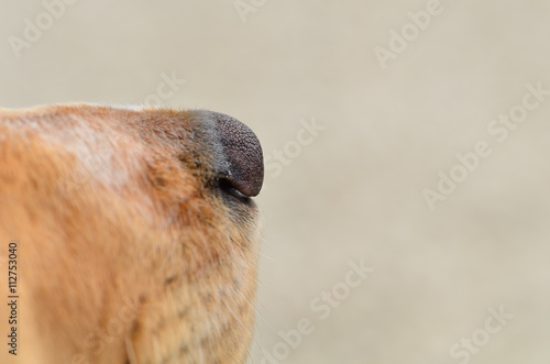 Close up of a spaniels nose with room for your text