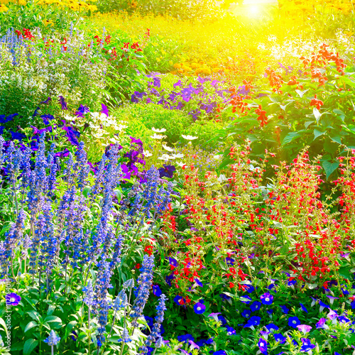 Colorful flower bed