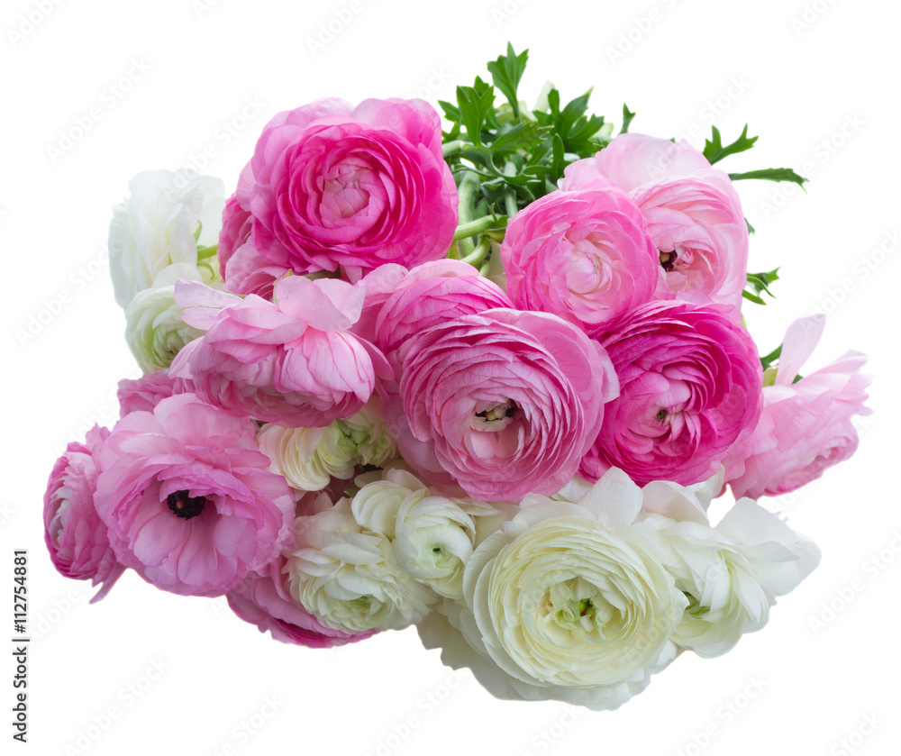 Pink and white ranunculus flowers