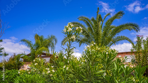 Branches of beautiful white bougainvillea and palm tree in blue