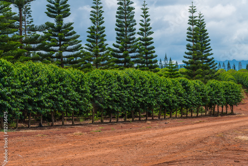 Coffee plants growing in the rich volcanic soil on the North Shore of the tropical Island of Oahu.