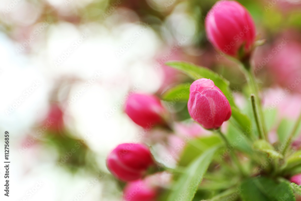 Cherry blossom flowers on a spring day Cherry blossom flowers on a spring day