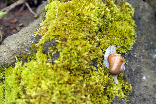 Snail in the moss