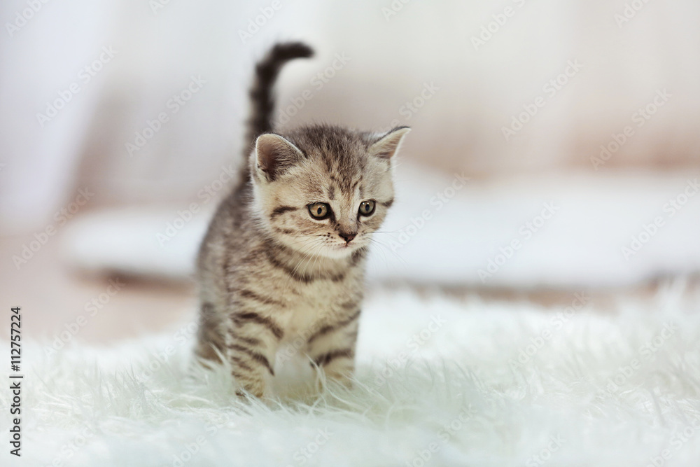Small cute kitten on carpet - obrazy, fototapety, plakaty 