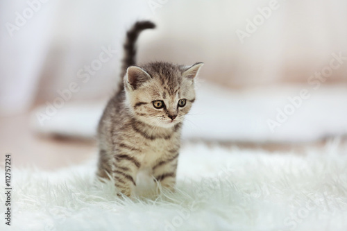 Small cute kitten on carpet