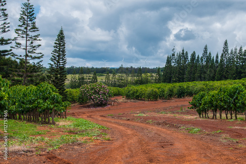 Coffee plants growing in the rich volcanic soil on the North Shore of the tropical Island of Oahu.