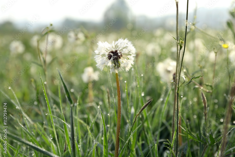 Beautiful dandelion flowers