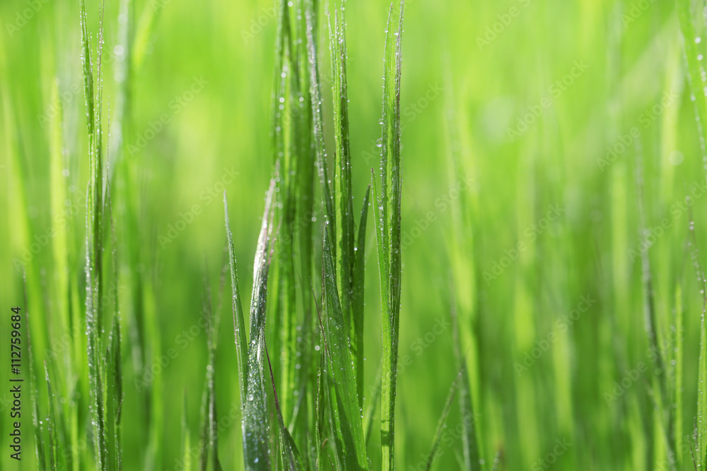Variegated structures of grass