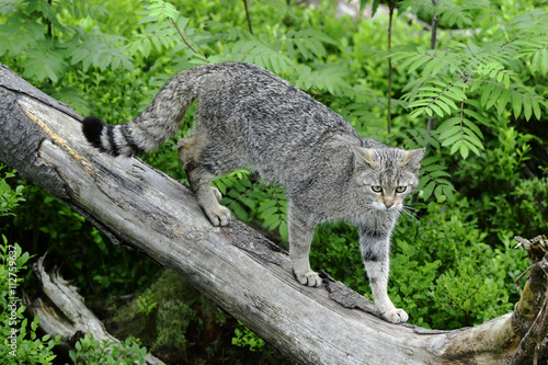Fototapeta Naklejka Na Ścianę i Meble -  Wildkatze