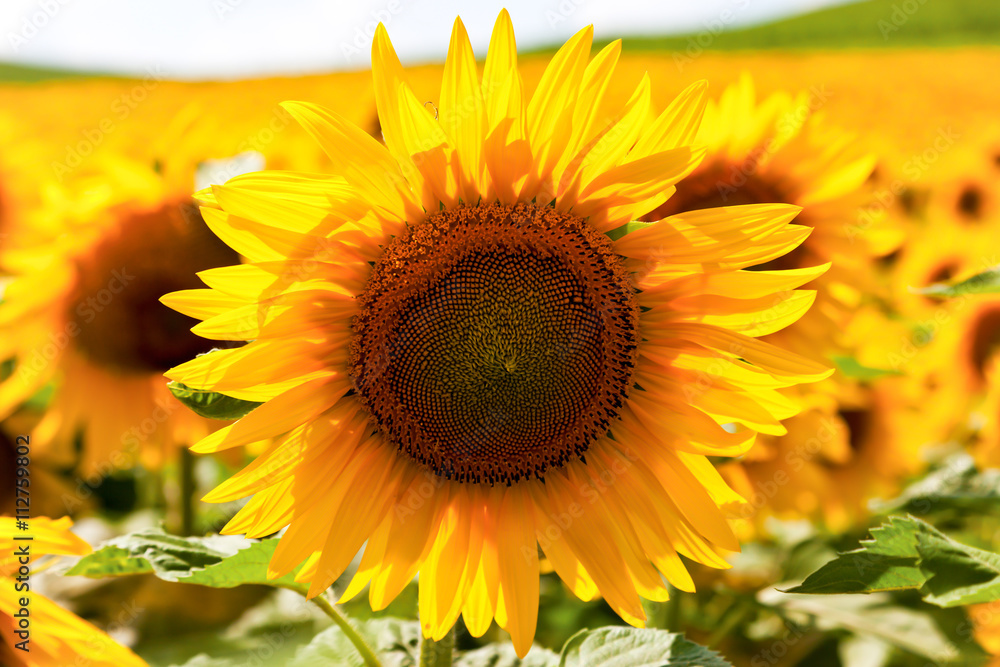 Obraz premium Blühende Sonnenblumen