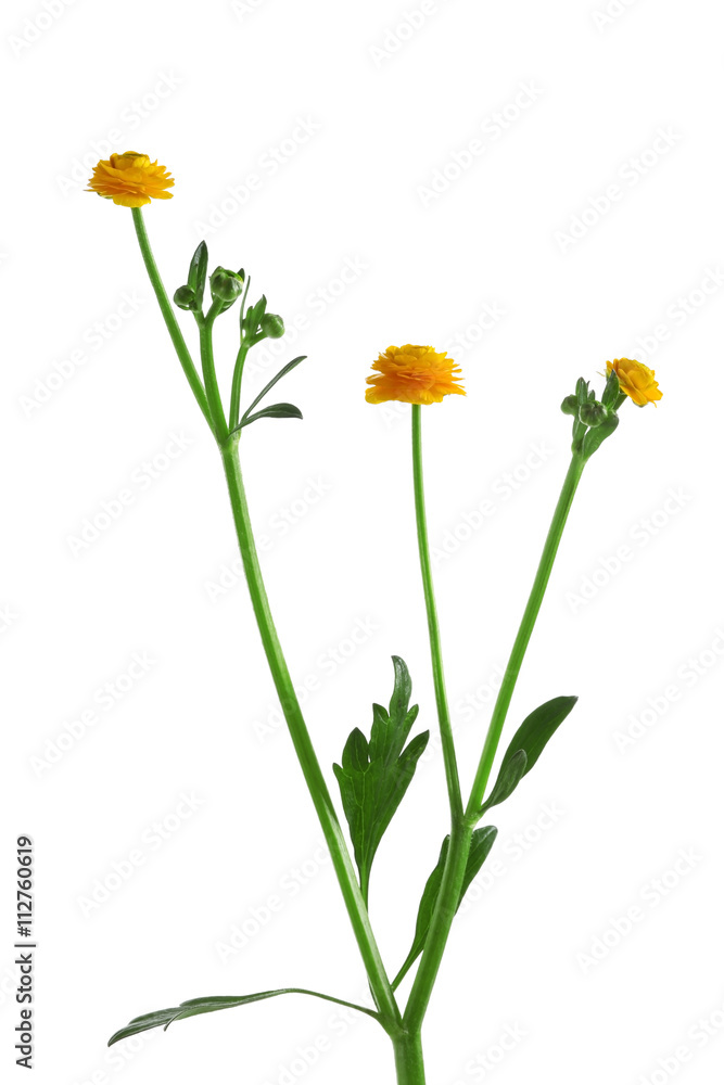 Beautiful meadow flowers (Ranunculus acris), isolated on white Beautiful meadow flowers (Ranunculus acris), isolated on white
