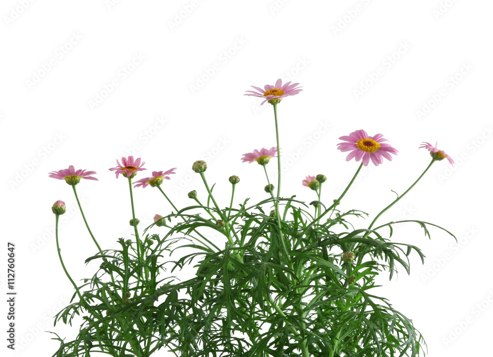 Little pink daisies, isolated on white Little pink daisies, isolated on white