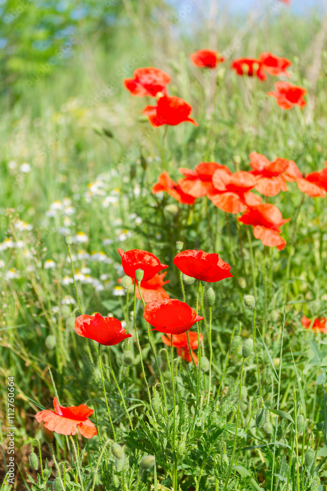 Summer poppy filed Summer poppy filed