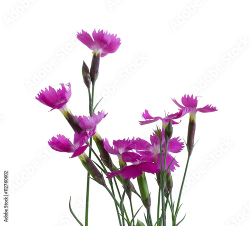 Little pink carnations, isolated on white
