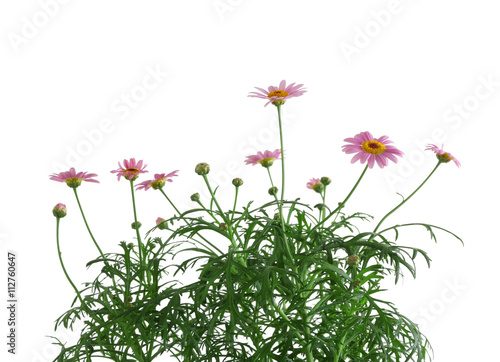 Little pink daisies  isolated on white