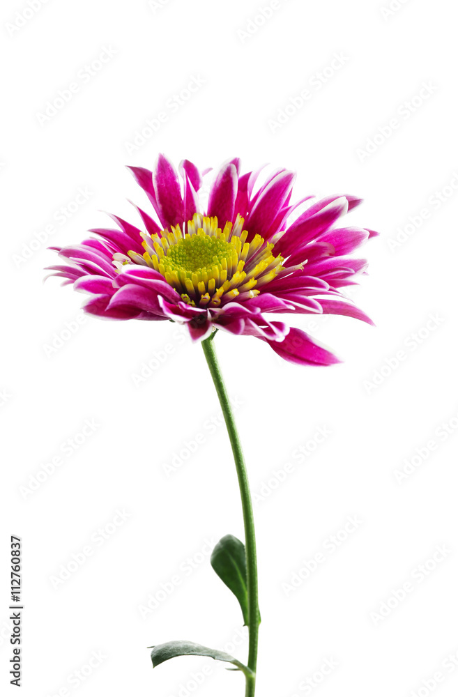 Pink chrysanthemum, isolated on white Pink chrysanthemum, isolated on white