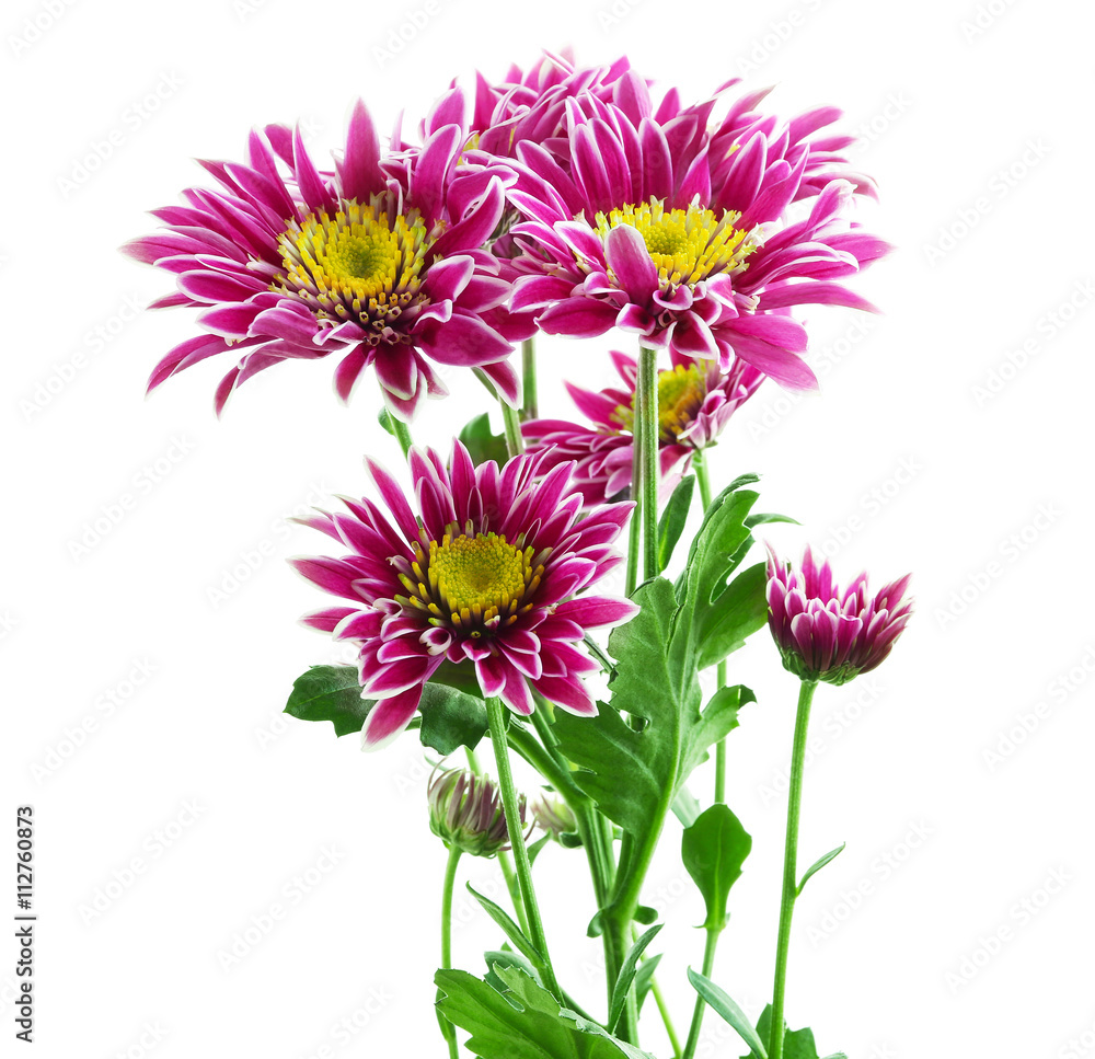 Pink chrysanthemum, isolated on white Pink chrysanthemum, isolated on white