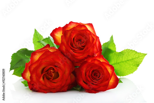 Three orange roses on white background