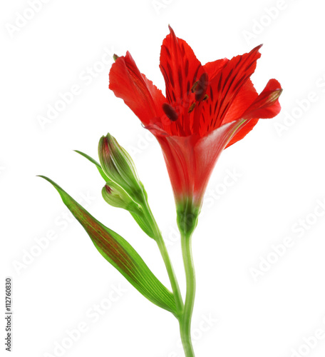 Red alstroemeria flower, isolated on white