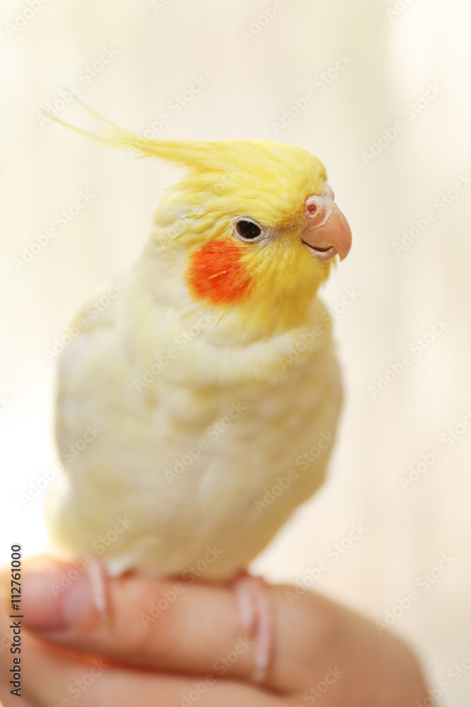 Naklejka premium Yellow cockatiel on a female finger, close up