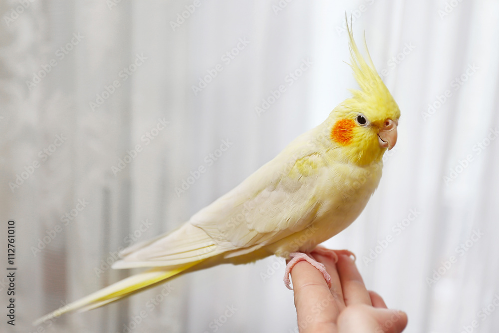 Naklejka premium Yellow cockatiel on a female finger, close up