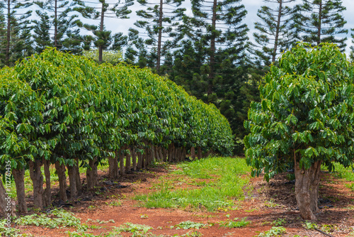 Coffee plants growing in the rich volcanic soil on the North Shore of the tropical Island of Oahu.
