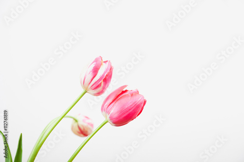 Rot weiße Tulpen vor weißem Hintergrund