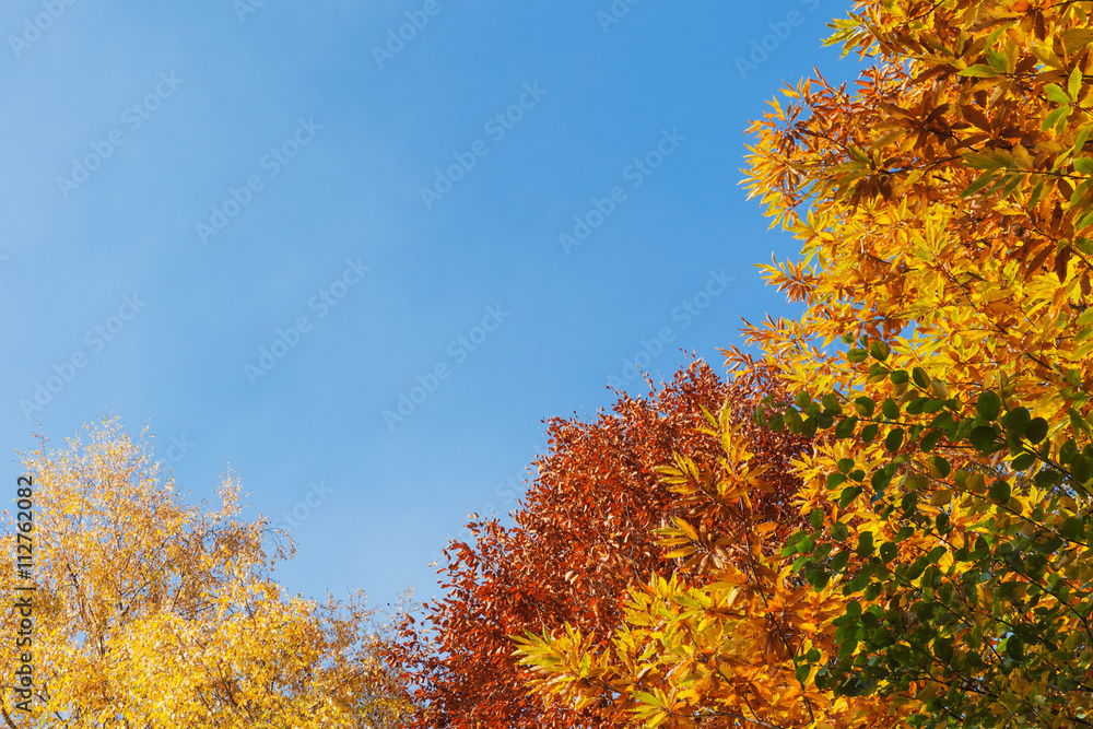 Edelkastanien, Rotbuche, Birkenbaum im Herbst Edelkastanien, Rotbuche, Birkenbaum im Herbst