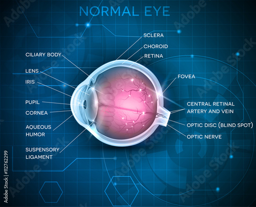 Eye anatomy on a blue technology background