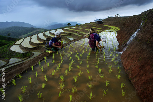 Terrace rice field in north Thailand photo