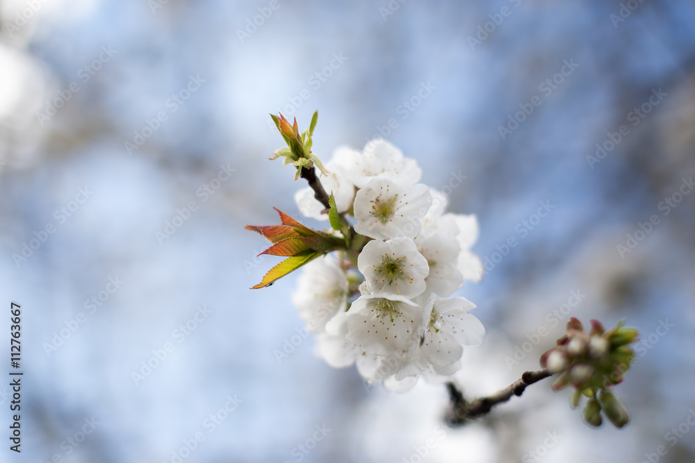 Europe, Netherlands, Goirle, Spring blossom, Cherry Tree Europe, Netherlands, Goirle, Spring blossom, Cherry Tree