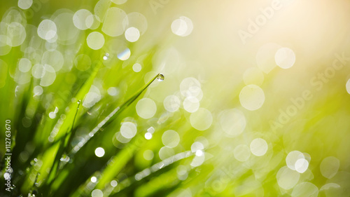 Background with green wet grass with dew drop