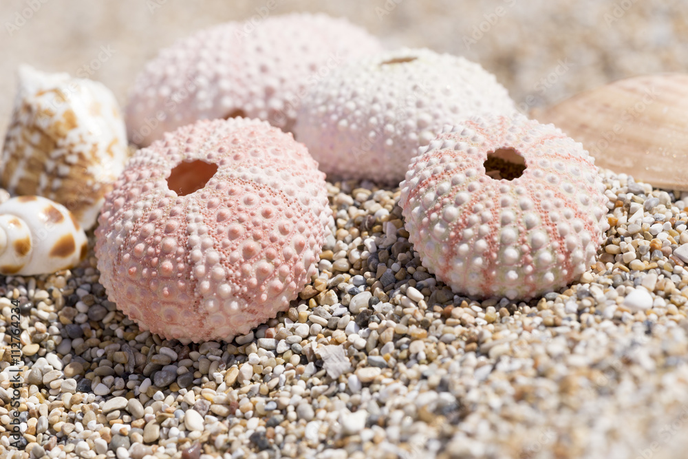 holidays sea background, urchins shells, macro holidays sea background, urchins shells, macro