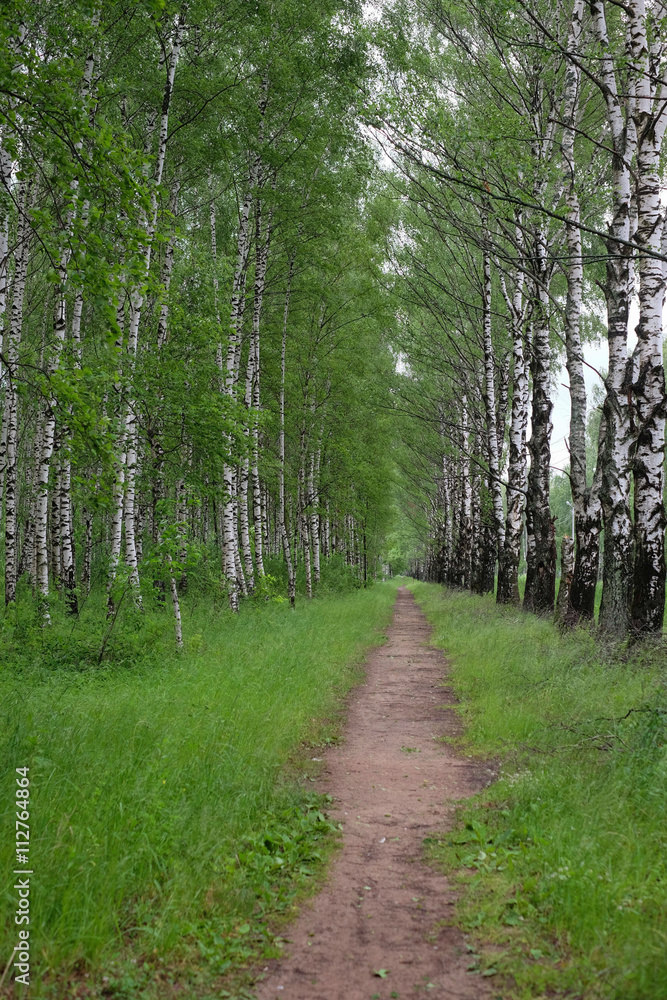 Fototapeta premium лесная тропинка