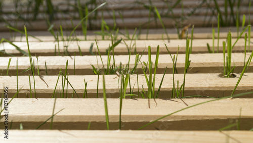 Background from wooden boards and green grass
