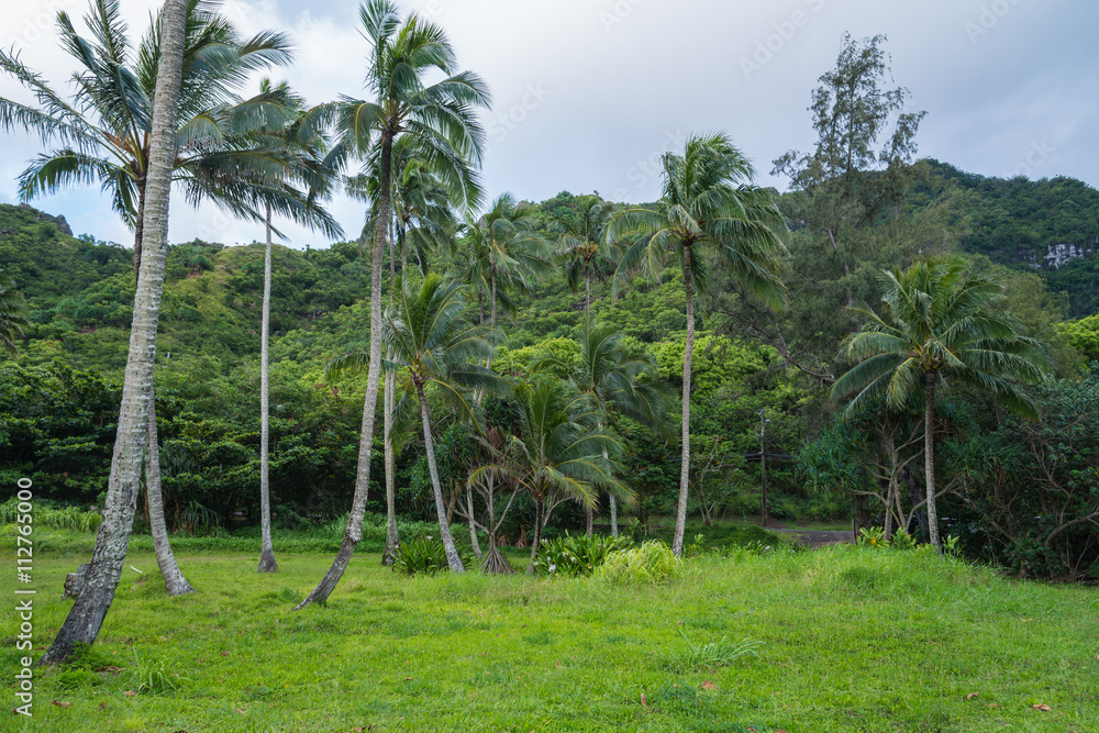 Fototapeta premium Kahana Bay garden on the North Shore of Oahu HawaII