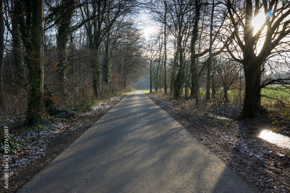 Deutschland, Nordrhein-Westfalen, Kurler Busch, Wald, Winter, le Deutschland, Nordrhein-Westfalen, Kurler Busch, Wald, Winter, le