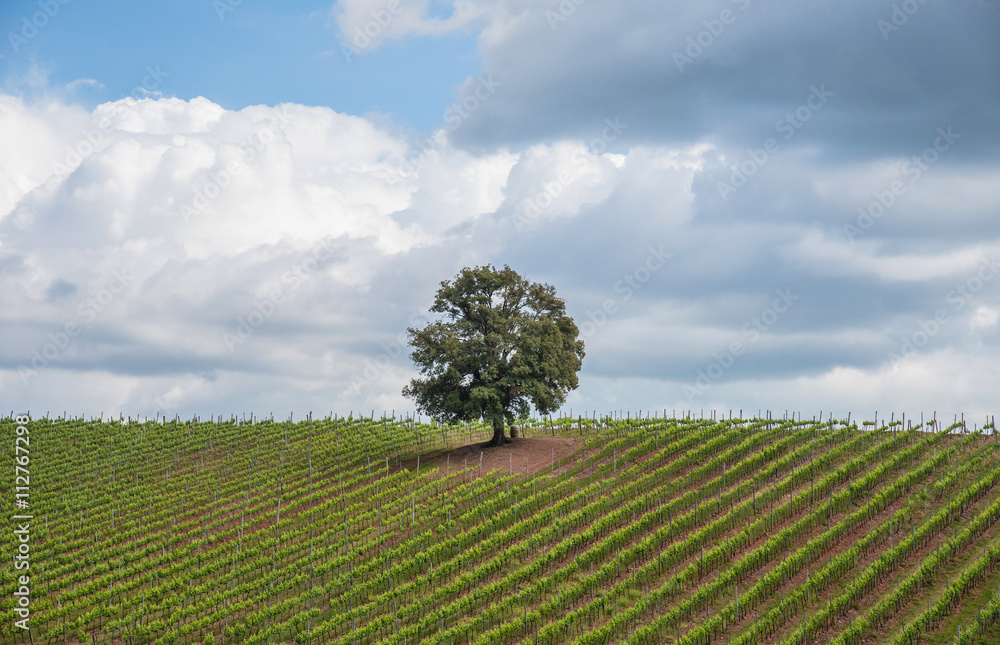 con albero Stock Photo Adobe Stock