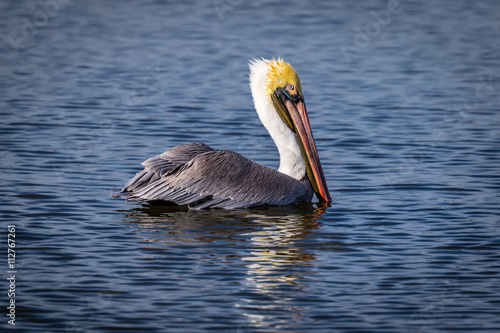 "Brown Pelican" © docmigues