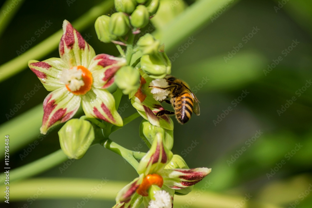 Bee Honeybee At Work Gathering Nectar pollinating in the green spring Bee Honeybee At Work Gathering Nectar pollinating in the green spring