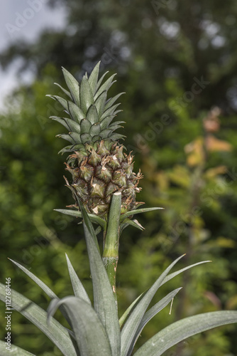 Mini Pineaapple