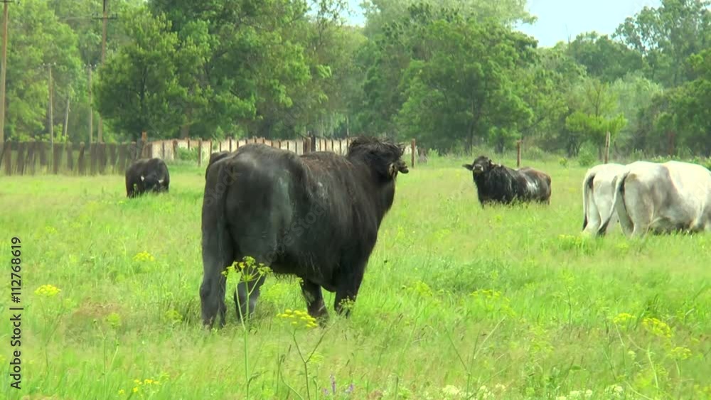 Three black bull in the wilderness near the farm Three black bull in the wilderness near the farm