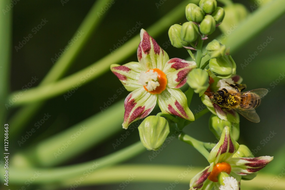Fototapeta premium Bee Honeybee At Work Gathering Nectar pollinating in the green spring