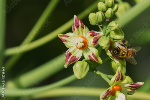 Bee Honeybee At Work Gathering Nectar pollinating in the green spring