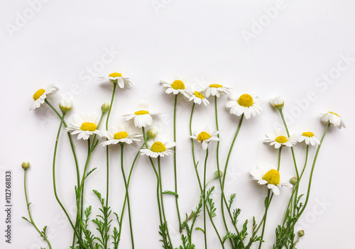 Pattern with chamomile flowers on white background