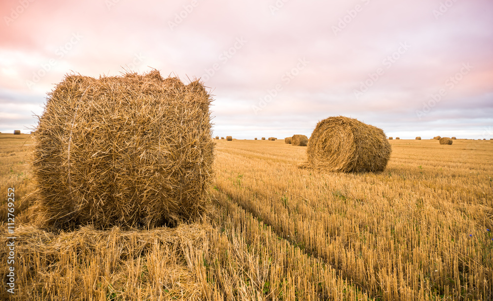 Haystacks on the field. Agricultural landscape