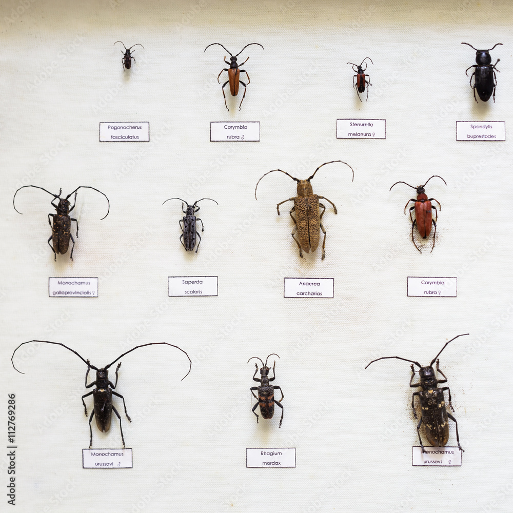Passion for entomology: a variety of beetles with long antennae, dried in a special showcase Passion for entomology: a variety of beetles with long antennae, dried in a special showcase