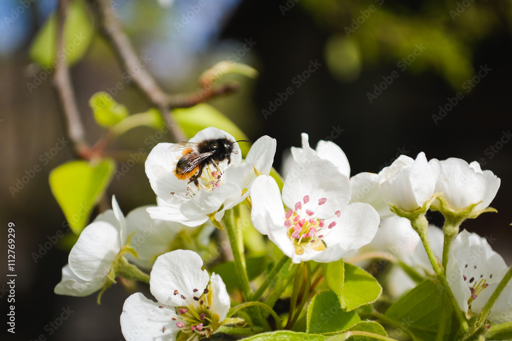 Bee collects honey from a tree Bee collects honey from a tree
